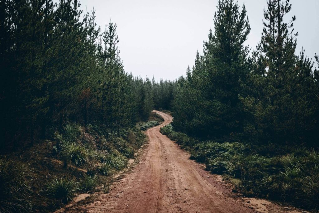 dirt path pine trees